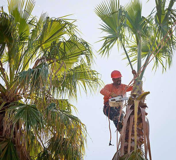 Redstone Arsenal, AL Tree Services Company